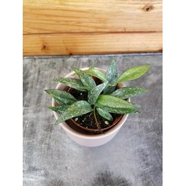 Hoya Parviflora Splash, 2" Plant