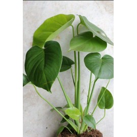 5 Pack Monstera Delicious 'Swiss Cheese Plant' Live Plants Easy to Grow Edible Fruits Tropical Indoor or Outdoor
