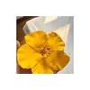 Pinza Para El Cabello Con Forma De Hibisco Amarillo