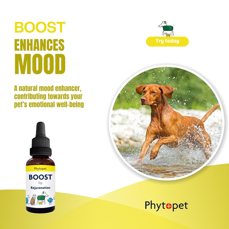 Phytopet Boost | 30ml | 100% Natural Herbal Remedy |