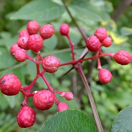Palm Beach Medicinal Herbs - Prickly Ash Tree (Zanthoxylum americanum) - Packet of 25 Seeds