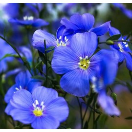 Flax Ornamental Sky Blue Seeds Linseed Flax Flower Linseed Oil Plant 300 Seeds Non-GMO