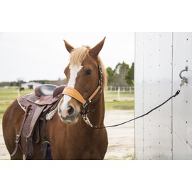 Intrepid International Trailer Tie for Horse Hauling