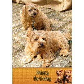 Norfolk Terrier Dog Birthday Card