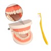Ciieeo Standard Teeth Model for Teaching Study Supplies Tooth Brushing