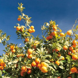 Aromatics International Orange Wild Essential Oil 5ml