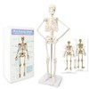 NEW HORIZON 17.7“ High Scientific Human Skeleton Model for Anatomy,Anatomy