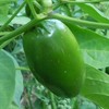 Wayland Chiles Jalapeno Seeds (Early)
