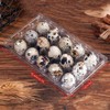 Custom Quail Egg Cartons - Small Egg Holders for Countertop,