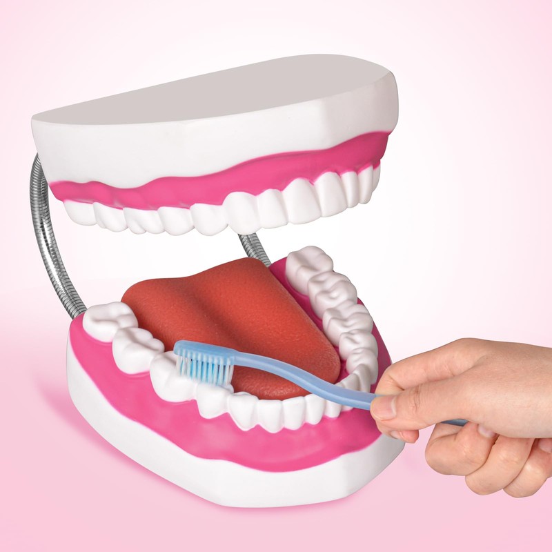 Ultrassist Mouth Model with Soft Silicone Tongue for Speech and