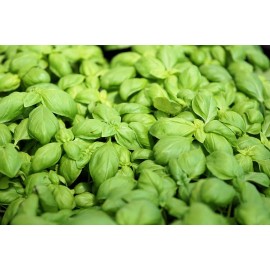 Fresh Organic Sweet Basil Herb Seeds, Heirloom, FRESH stock - 500