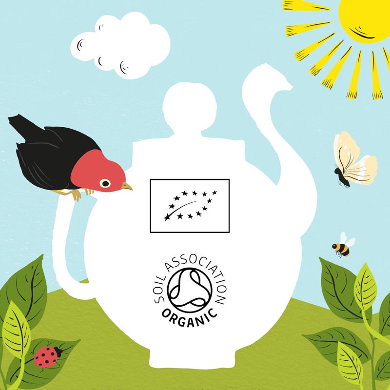 Clipper Organic Fennel Infusion 20 Teabags (Pack of 6, Total