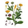 Aceite De Calendula 100% Natural Y Puro 60ml