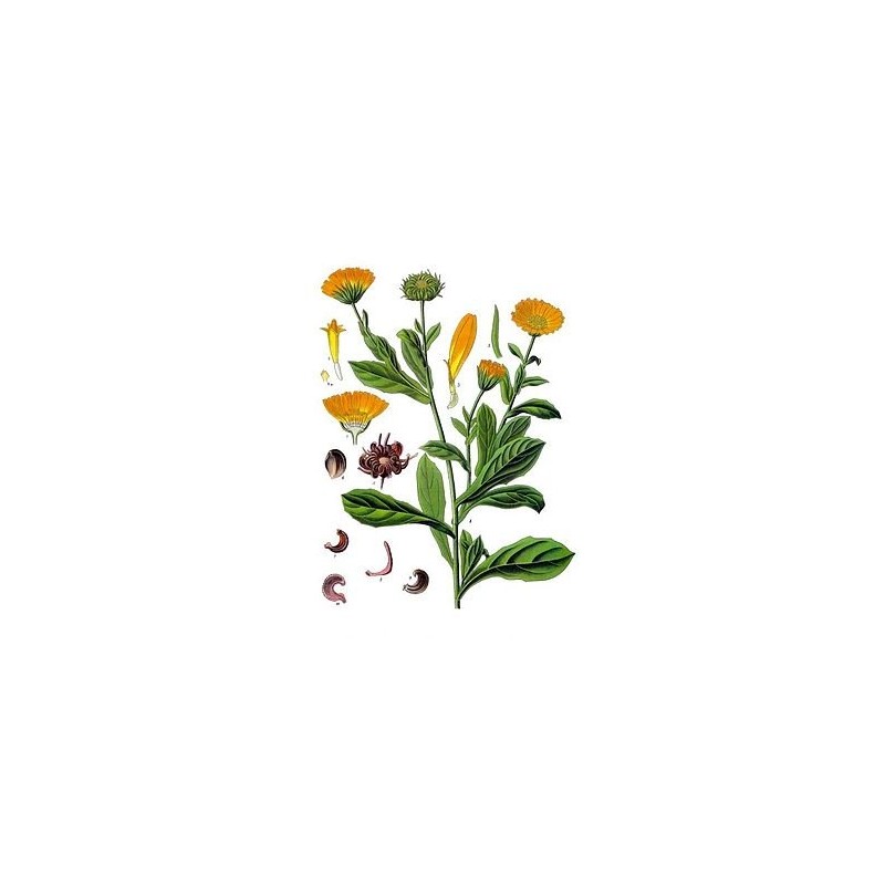 Aceite De Calendula 100% Natural Y Puro 60ml