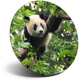 Destination Vinyl ltd Magnet for Refrigerator, Fridge - Cute Giant Panda Tree Nature for Office, Cabinet and Whiteboard, Magnetic Stickers, 21587