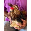 Memorable Pets Yorkie Puppy Companion