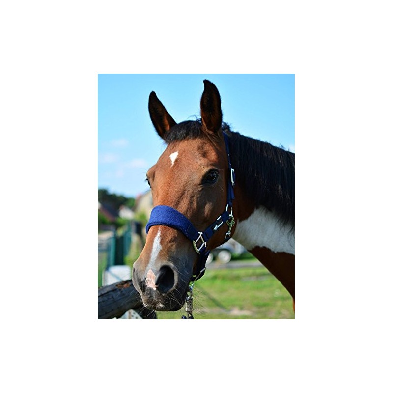 JF Riding Pony Nylon Bridle Lined, Royal Blue, AHA –