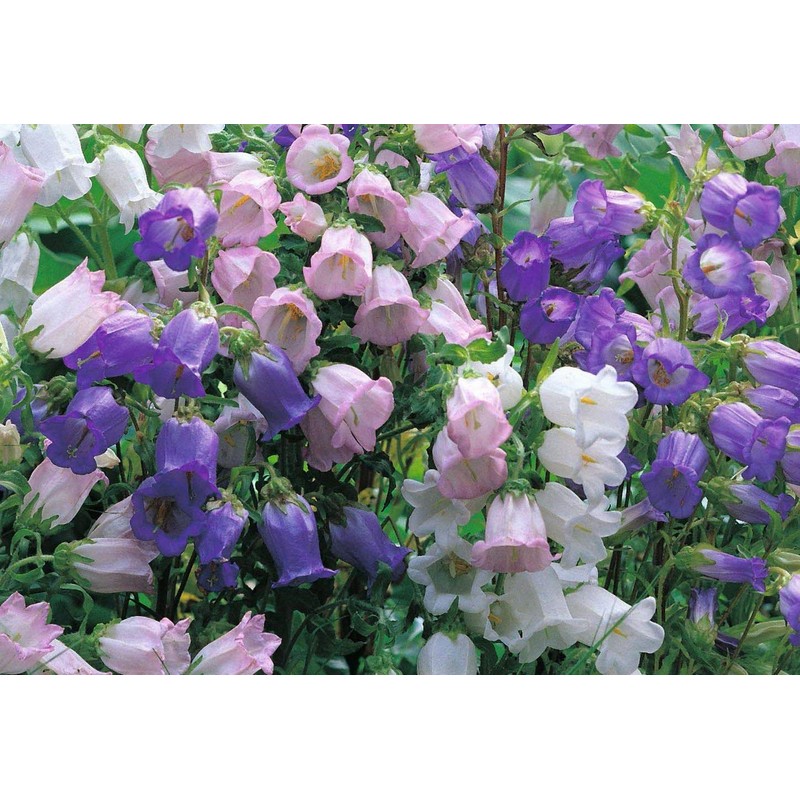 Canterbury Bells Campanula Medium Bluebells Flower Garden About 100 Seeds