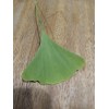 Ginkgo Leaf Natural Dried ~ Ginkgo biloba 100% Premium California
