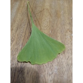Ginkgo Leaf Natural Dried ~ Ginkgo biloba  100% Premium California USA Grown