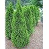 Arborvitae Emerald Green | 3 Live Gallon Size Trees |