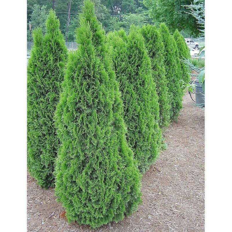 Arborvitae Emerald Green | 3 Live Gallon Size Trees |