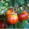 Seeds4planting - Seeds Beefsteak Tomato Giant Tigerella Rainbow Heirloom Vegetable
