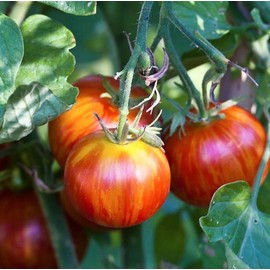 Seeds4planting - Seeds Beefsteak Tomato Giant Tigerella Rainbow Heirloom Vegetable Non GMO
