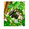 Salvadorean Chipilin Plant Seeds, 10 Count, Dark Brown Pods for