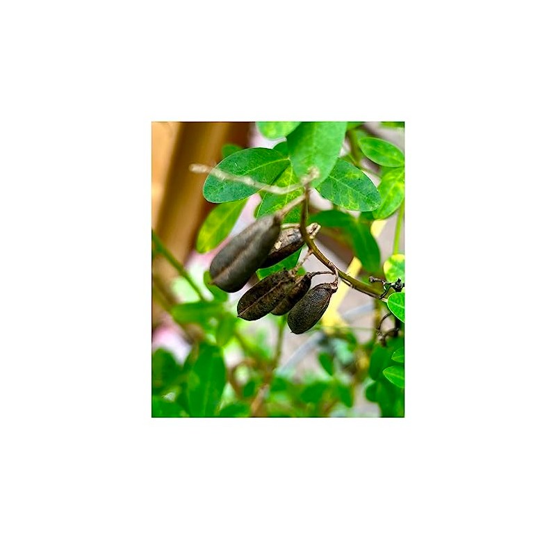 Salvadorean Chipilin Plant Seeds, 10 Count, Dark Brown Pods for