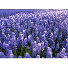 50 Grape Hyacinth Bulbs - Muscari Armeniacum - Bulb Size 9-10 cm, Stunning Spring Bloom for Borders, Beds, and Pathways