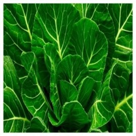 Axel's Garden Seeds Morris Heading Collard Seeds | Non-GMO | Heirloom | Fresh Garden Seeds - 200 Seeds