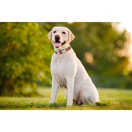 Dog Collar Medium, Soft Nylon Pet Collar Metal Buckle Adjustable For Small Medium Large dogs Easy Walking Running Training Hunting (Rhombus) S