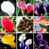 100Pcs Calla Lily Seeds Beautiful Flowers