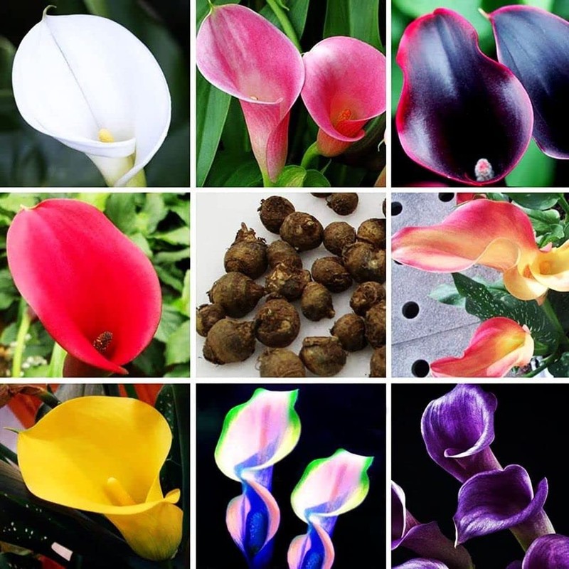 100Pcs Calla Lily Seeds Beautiful Flowers