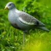 NITEHAWK 2 x Painted Full Body Pigeon Decoy Shell Hunting
