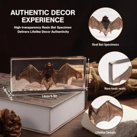 Taxidermy Bat, Real Bat Specimens High-Quality Resin Animals for Science Classroom Education Ideal Bat Decor & Gift for Taxidermy, Skull Collectors, Oddities Biology Enthusiasts (5.5x2.5x0.7 Inch)