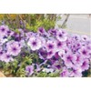 6000 Petunia Seeds, Best Hybrid Mixed Rainbow Color Bonsai Hanging
