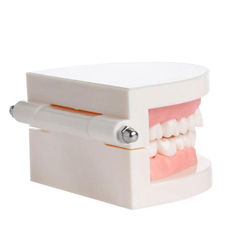 WANGCL Teeth Demonstration Model - Anatomical Tooth Model for Dental
