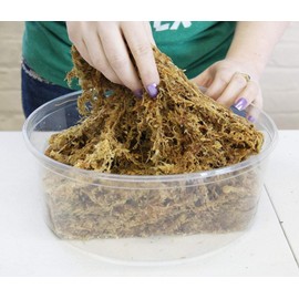 besgrow Premium New Zealand Sphagnum Moss, 500g (40L When Hydrated) Premier AAA Grade (150mm, 6" Strands) - Harvested in New Zealand's South Island, Dried and Long for Potted Plants, Orchids, Reptiles