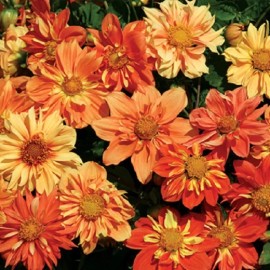 Unbranded 30+ Sunny Raggae Collarette Dahlia Flower Seed Mix    Annual