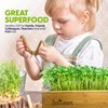 ZESTIGREENS Microgreens Kit: Self-Watering Tray, Seeds, Mats, Bamboo Frame -