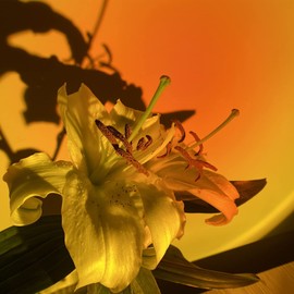 Pimaja Sunset Lamp, Projector Sunset Light 180 Degree Rotation Sunset Projector Led Lamp USB Charging Romantic Sunset Led Night Light for Photography/Selfie/Home/Living Room/Bedroom Decor (Sunset Red)