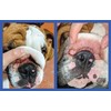 Squishface Wrinkle Paste - Cleans Wrinkles, Tear Stains and Tail