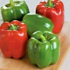 Frontier Seed Co USA California Wonder bell pepper seeds NON-GMO