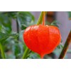 100PCS Cape Gooseberry Seeds Large Fruit Goldenberry Berry Seeds