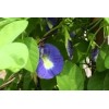 Buy Rare Seeds Clitoria ternatea Single Blue | Butterfly Pea
