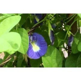 Buy Rare Seeds Clitoria ternatea Single Blue | Butterfly Pea | 10_seeds