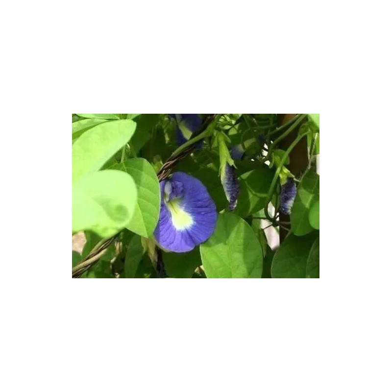 Buy Rare Seeds Clitoria ternatea Single Blue | Butterfly Pea