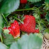 Ozark Beauty Everbearing Strawberry Plants - Sweet, Wedge-Shaped Berries -